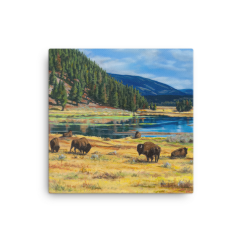 Hayden Valley Buffalo - Canvas - 12″×12″