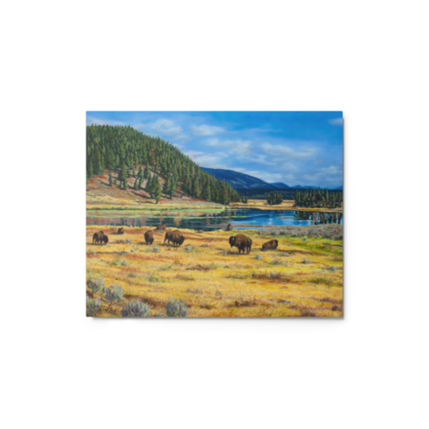 Hayden Valley Buffalo - Metal prints - 8″×10″